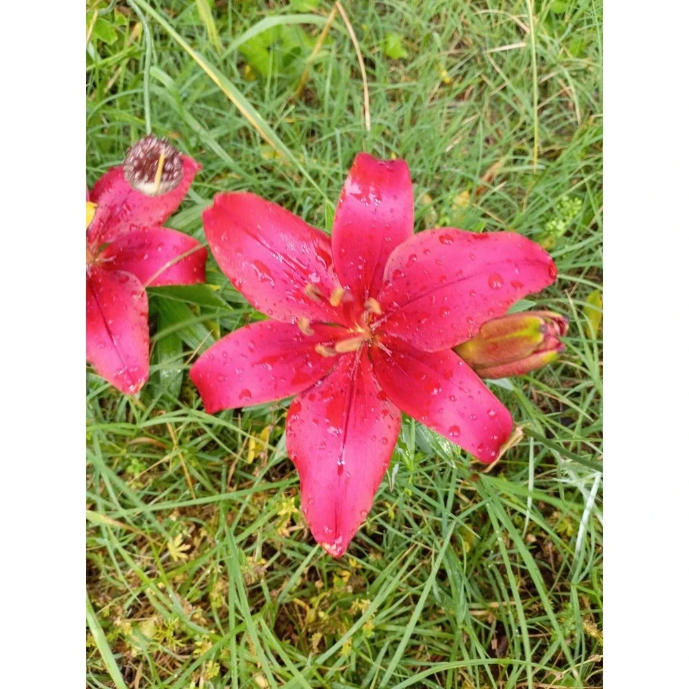 Asiatic lilies Mixed Bulbs‎ Pack Of 3 Freshly Dug Reds, Orange, Burgundy, And...